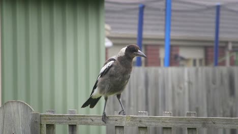 Australian-Magpie-Perched-Standing-On-Fence-Trellis-Then-Flies-Off-Australia-Maffra-Gippsland-Victoria-Slow-Motion