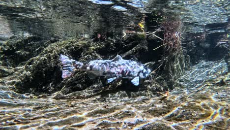 close-up video of biwa trout near lake biwa, japan, filmed underwater in natural light, showcasing the trout in the vulnerable post-spawning phase of its lifecycle