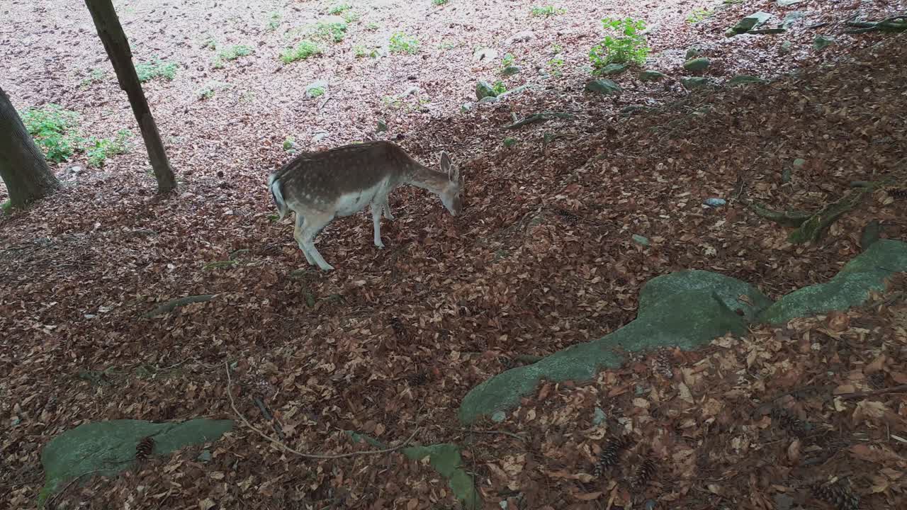 vista de ángulo alto de hermosos ciervos jóvenes pastando en otoño con follaje