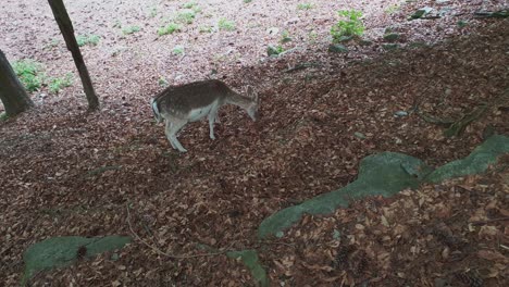 high angle view of beautiful young deer grazing in autumn with foliage