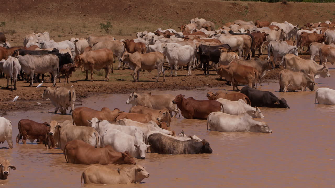 Inquadratura ampia di una mandria di bovini Boran in una pozza d'acqua