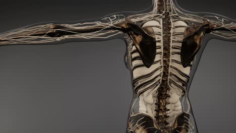 cuerpo humano transparente con huesos visibles