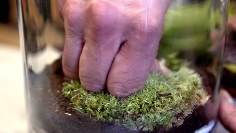 Green-moss-being-planted-inside-enclosed-glass-terrarium-with-fertile-soil-layer-below,-Close-up-handheld-shot