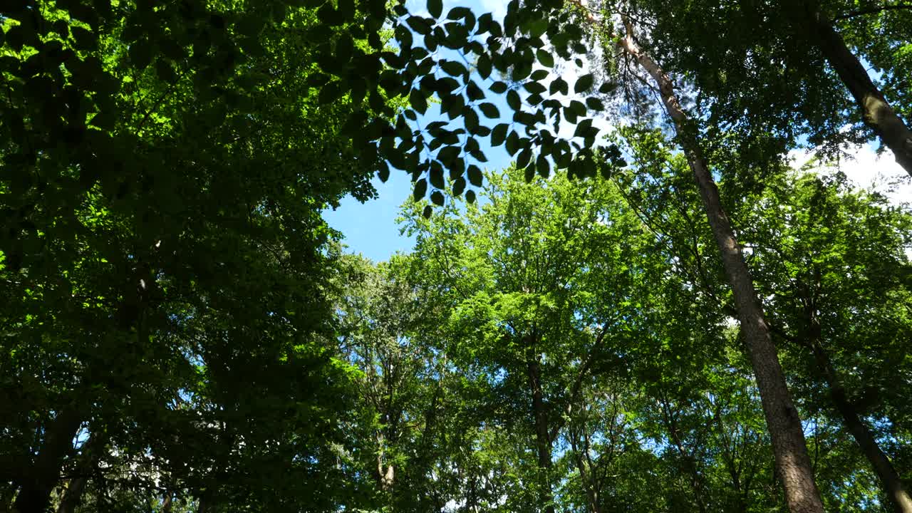 caminando lentamente por el bosque