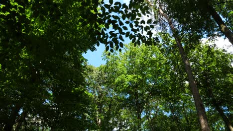 Walking slowly through the forest