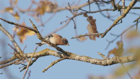 the brambling bird in autumn migration sitting on tree feeding blue background