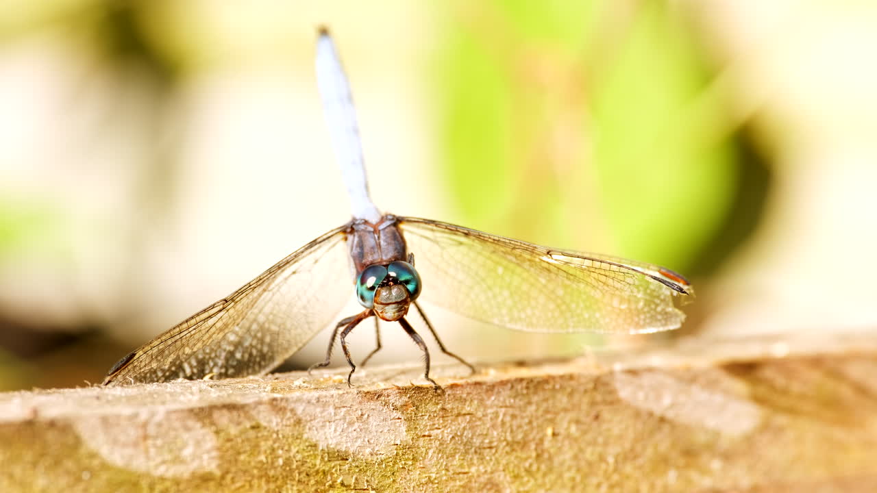 fotografía macro frontal de la libélula orthetrum luzonicum en movimiento moviendo sus mandíbulas