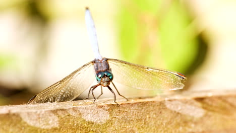 fotografía macro frontal de la libélula orthetrum luzonicum en movimiento moviendo sus mandíbulas