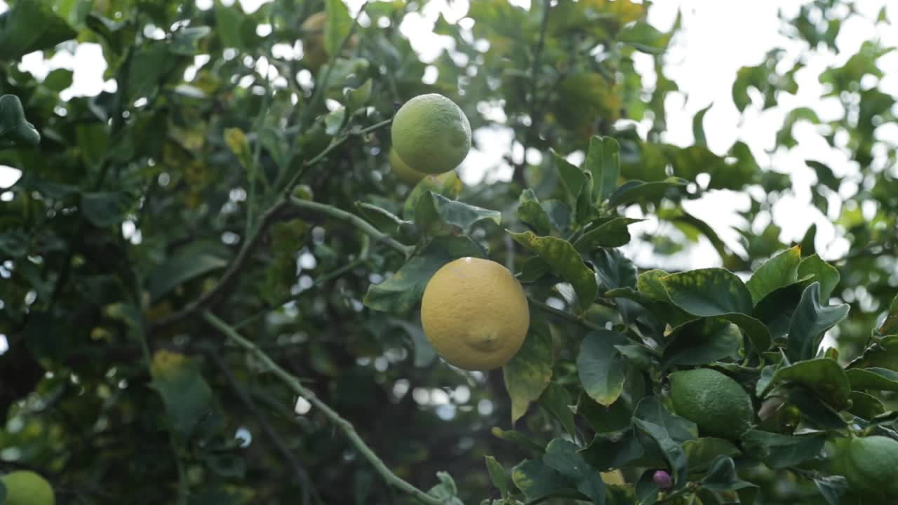 la luz del sol brilla a través de las hojas del limonero