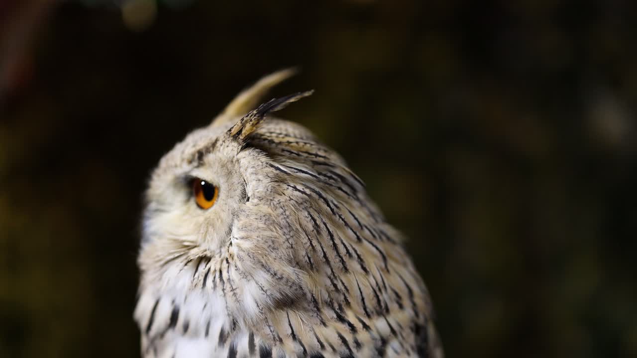 부이는 눈을 이고 머리를 약간 돌립니다.