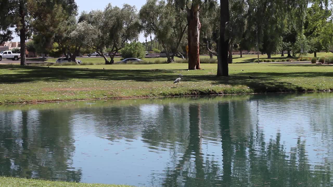 una gran garza azul sale del agua de un estanque urbano rancho mccormick, scottsdale, arizona