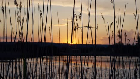 Sonnenuntergang-über-Einem-Teich-Mit-Silhouetten-Von-Schilf,-Die-Sich-Im-Wind-Wiegen