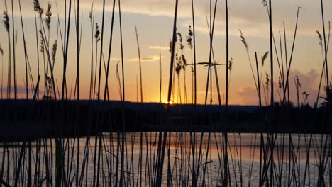 sunset over a pond with silhouettes of reeds swaying in the wind