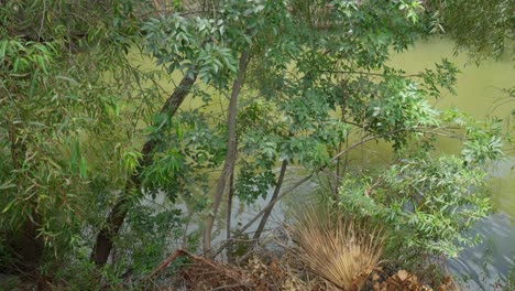 A-duck-swimming-between-some-bushes