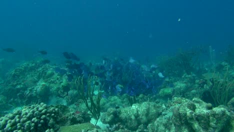 gran escuela de blue tang