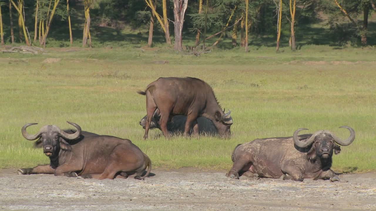 아프리카 평원에서 휴식을 취하는 케이프 버팔로 1