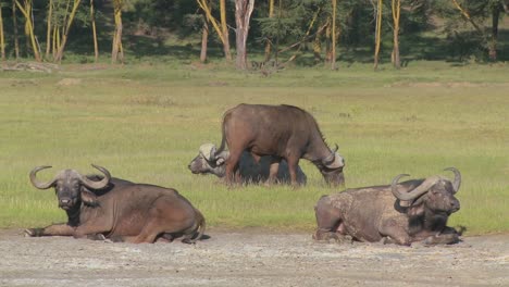 Cape-Buffalo-Relajándose-En-Las-Llanuras-De-África-1