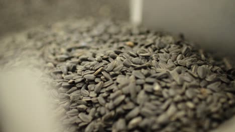 sunflower seeds on a factory conveyor