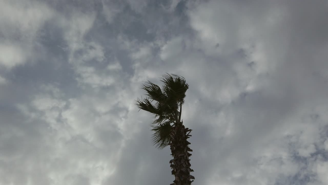 A palm tree with leaves fluttering in the strong wind on a cloudy day.