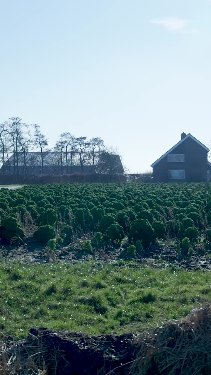 Landligt landskab med grøn kålmark og bondehus