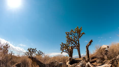 th sun crossing the sky to sunset then the milky way crossing the mojave desert sky with a joshua tree in the foreground in this dynamic time lapse