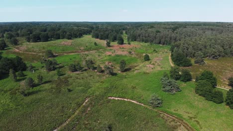 aerial view over sunny heathland in de meinweg, netherland