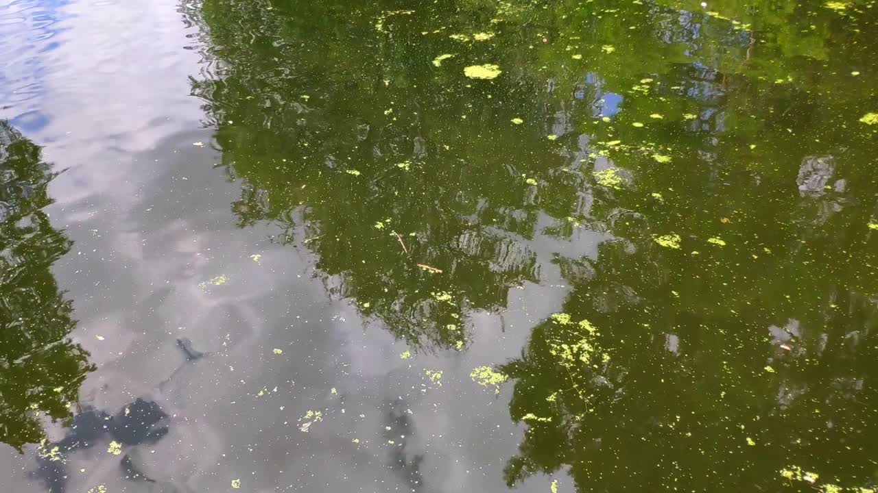 Shot of water from a pond in Kew Gardens. The water is green and has plenty leaves which has fallen on top. Two big fish are seen swimming out of the frame. One is black and the other orange