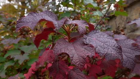 Hojas-De-Hortensias-Rojas-Temblando-En-La-Suave-Brisa-Del-Otoño-De-Cerca