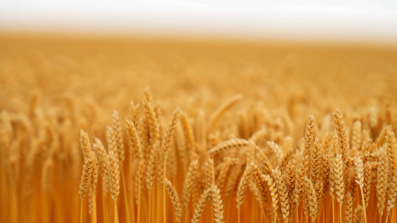 Sunlit cluster of ripe golden wheat stalks slightly right of center with shallow depth of field, textured awns and kernels in sharp focus against a soft bokeh