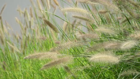 fountain grass swaying in the wind