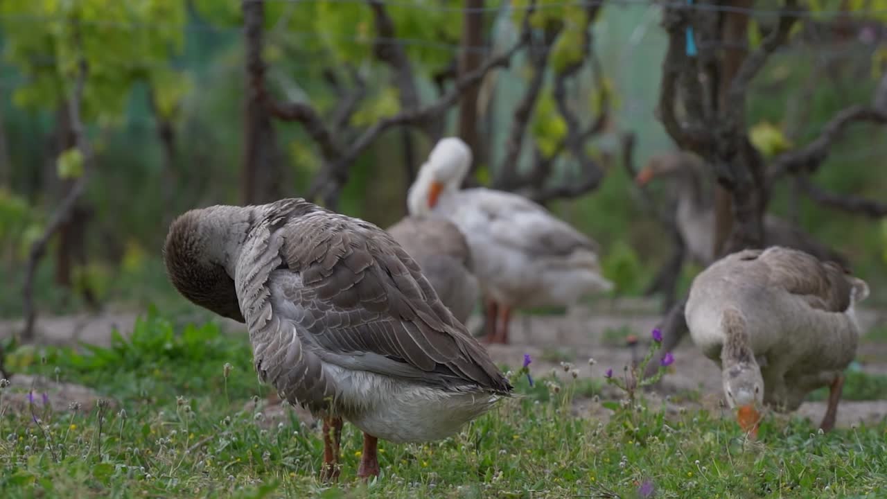 muchos patos en primavera