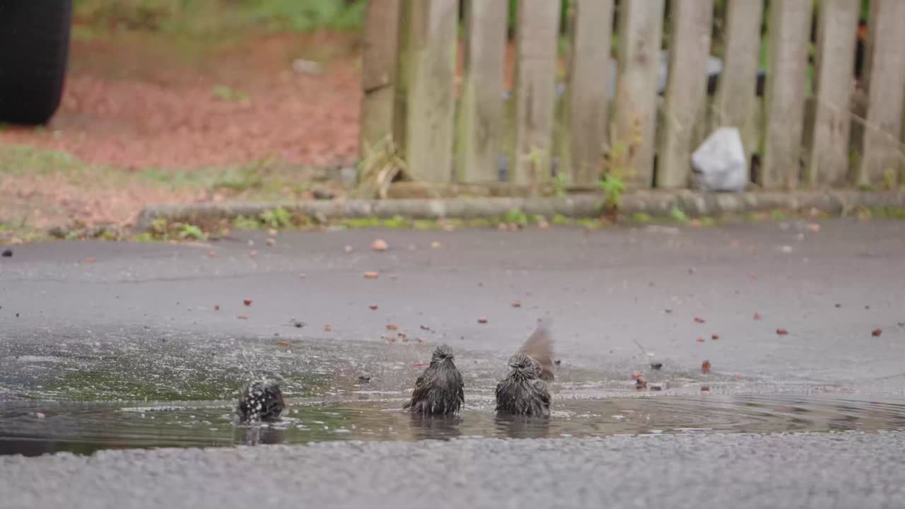 Urban wildlife bathing, avian species, waterbirds, slow motion scenery