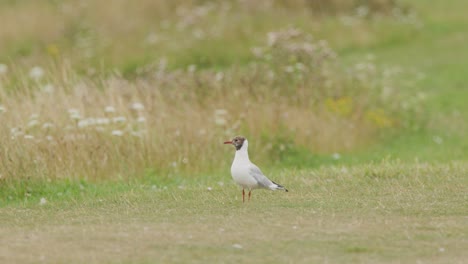a black-headed gull (chroicocephalus ridibundus) walks across a grassy meadow before taking off. natural daylight, static camera, wide shot