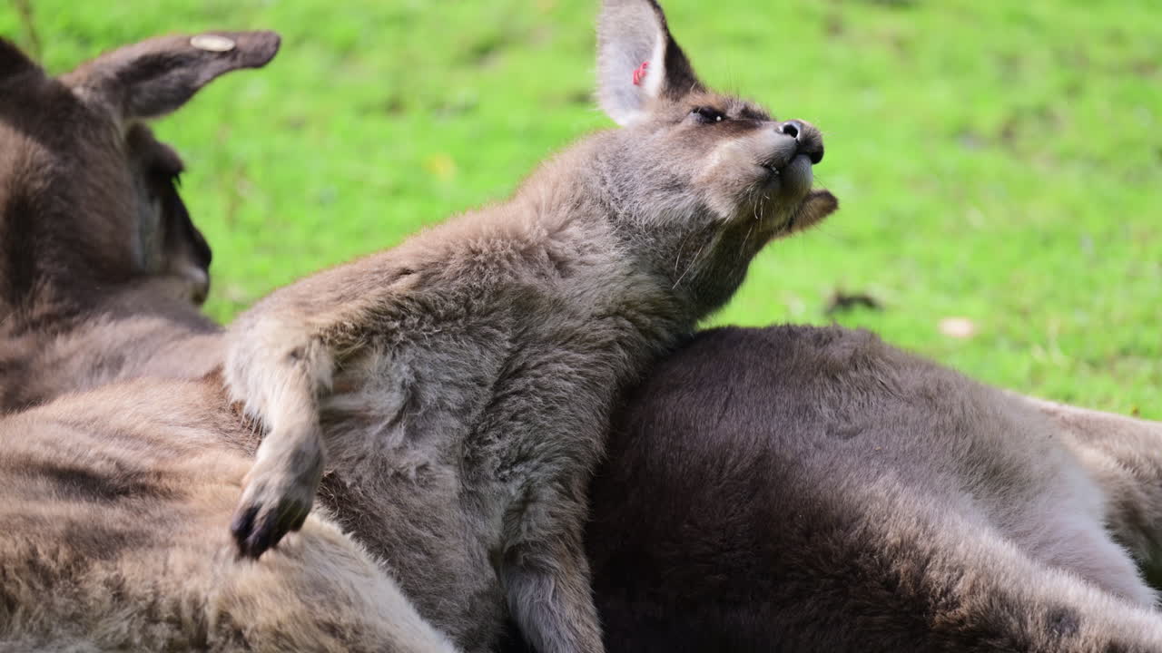 Piccolo cucciolo di canguro che si riposa su un altro grande canguro sull'erba verde
