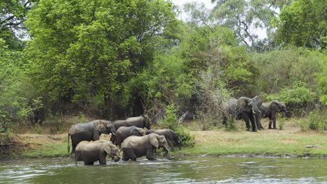 Nueve-Elefantes-Africanos-Llegan-A-Un-Terraplén-Después-De-Cruzar-Un-Río.