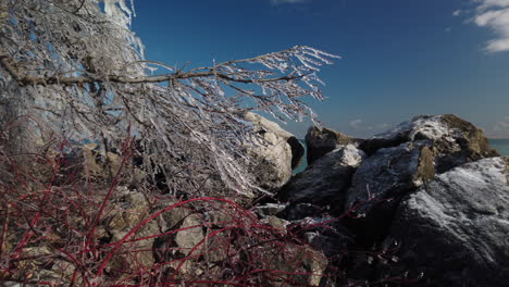 Ein-Verwitterter-Baum-Am-Windigen-Ufer-Des-Lake-Ontario