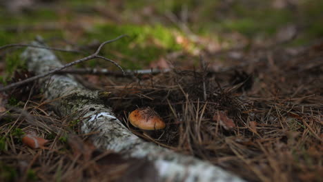 hongos en el bosque