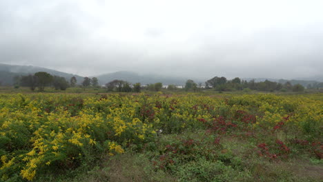 un campo de vara dorada floreciente rodeado por la belleza de los colores del otoño