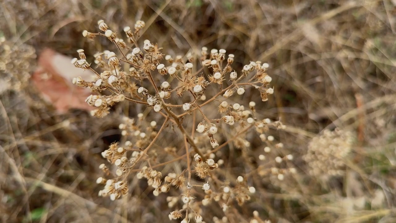 Primer plano de una flor silvestre de Paniculata seca con delicadas cabezas de semillas y tallos delgados ramificados en un fondo natural de campo de hierba seca al aire libre.