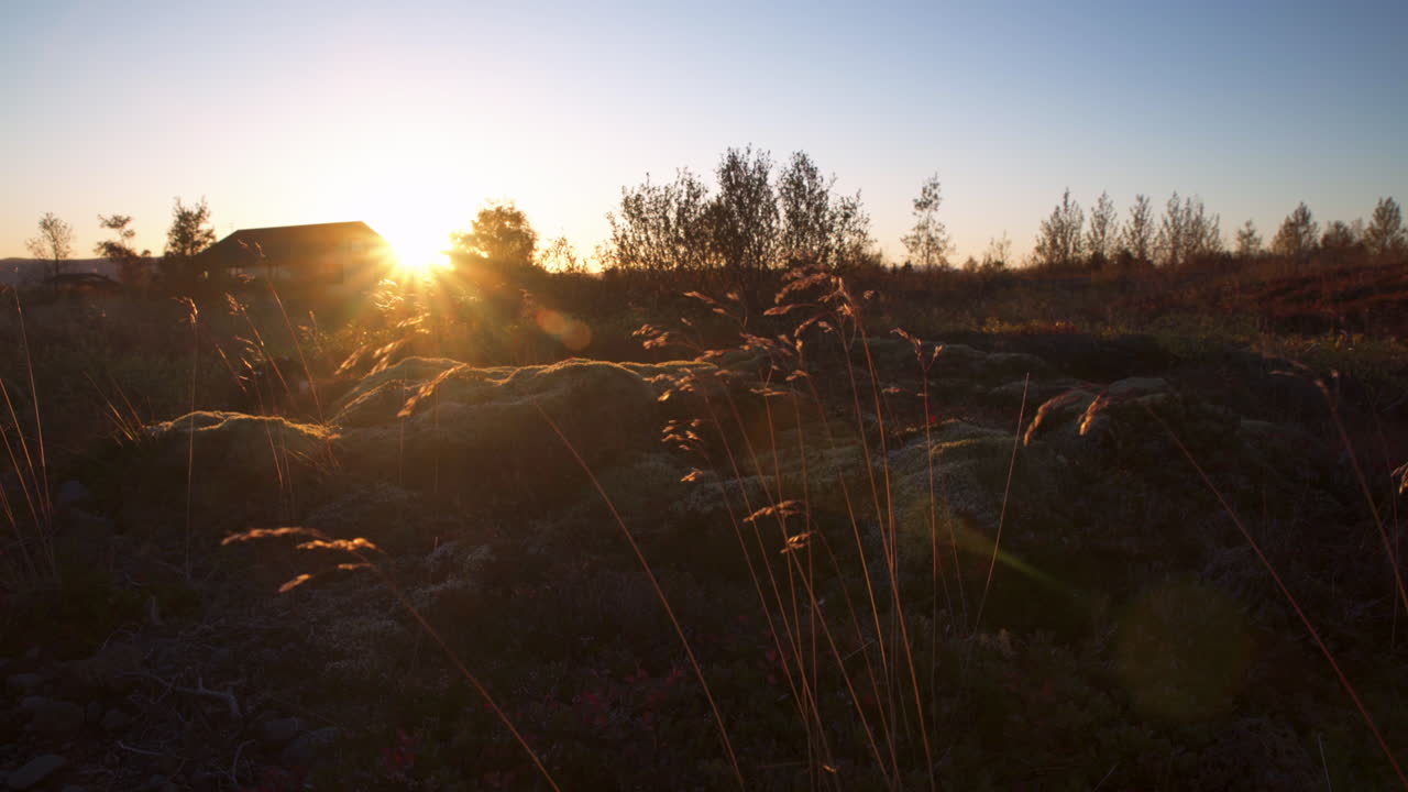 cañas que crecen en musgo ondeando al viento al atardecer
