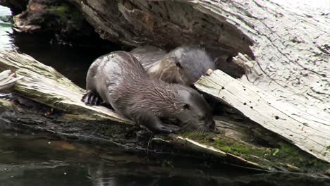 river otters play along the shore