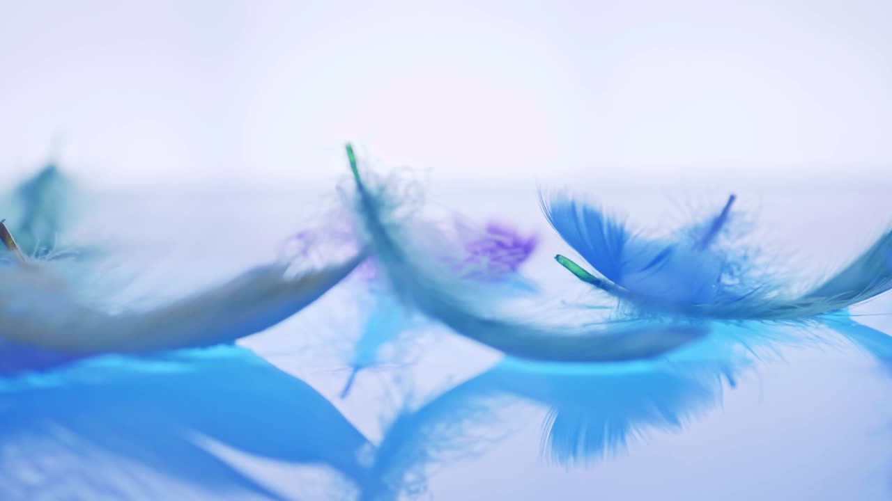 새의 깃털이 수면에 떨어졌다 슬로우 모션 감각으로 가을의 가벼움과 부드러움