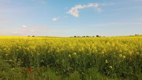 Drone-flying-over-a-yellow-rapeseed-field-in-Europe-Spanish-cultivation