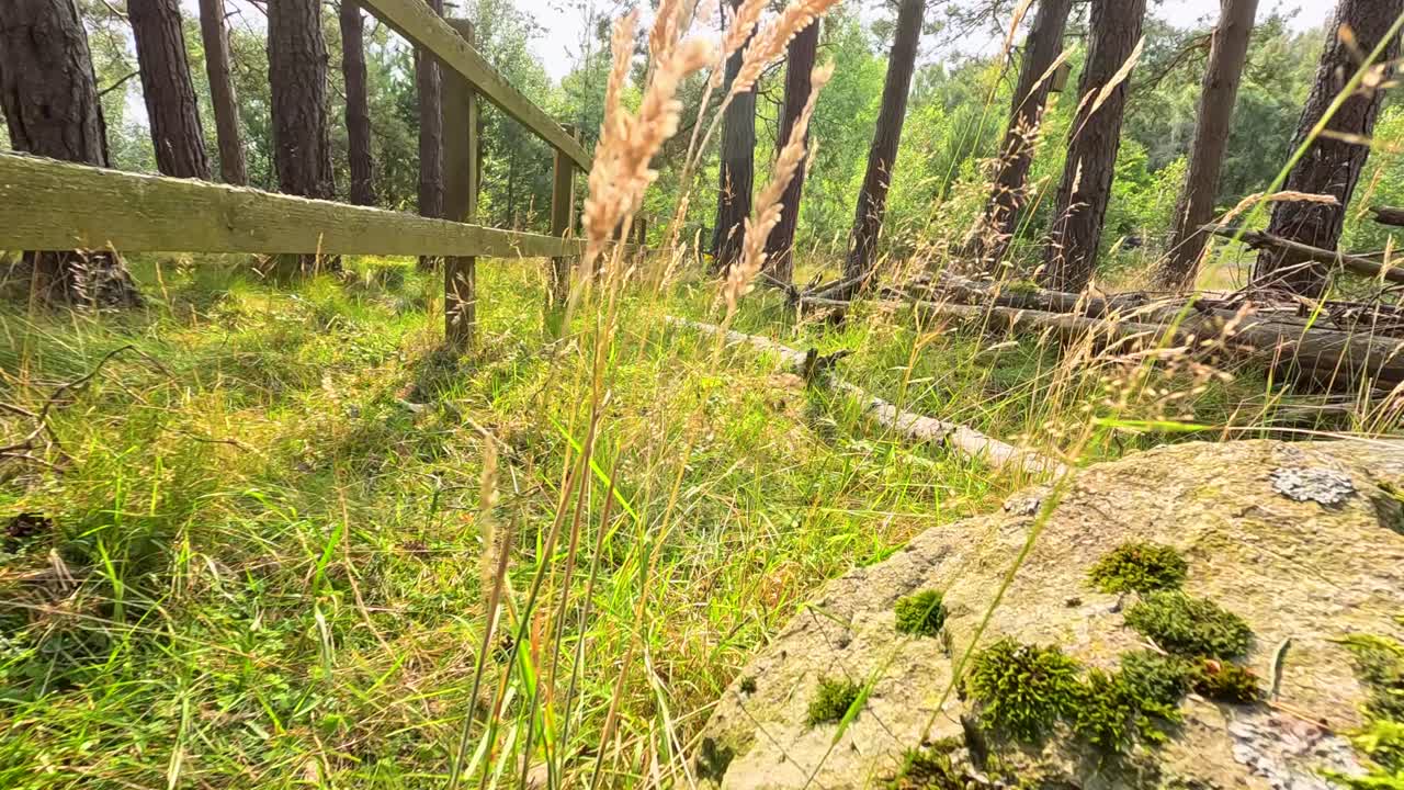 Camera glides low over wild grass, rocks, and pine trees in sunlit Scottish Highlands woodland