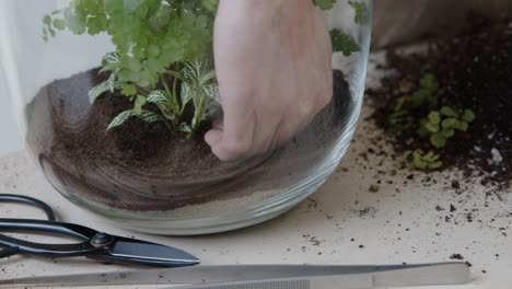 A-young-woman-creates-a-small-ecosystem-in-a-glass-terrarium---planting-the-plants---nature-preservation-concept---medium-shot