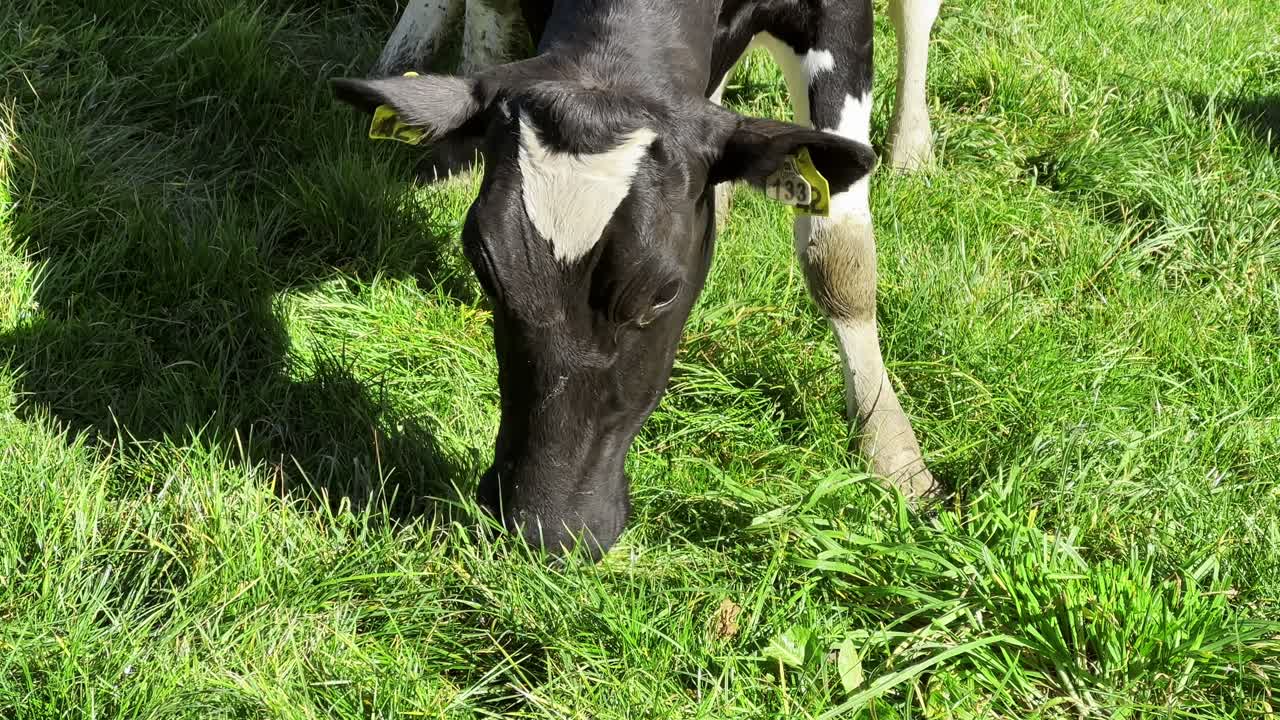 A Holstein Friesian cow peacefully grazes on lush green grass at a New Zealand farm, showcasing healthy pasturing and natural feeding. Ideal for themes of dairy farming and sustainable agriculture.