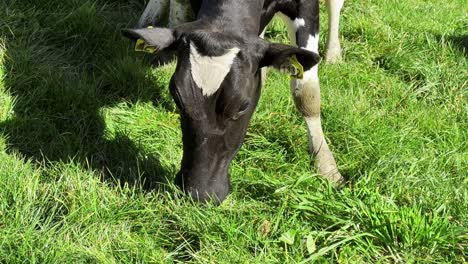 a holstein friesian cow peacefully grazes on lush green grass at a new zealand farm, showcasing healthy pasturing and natural feeding. ideal for themes of dairy farming and sustainable agriculture.