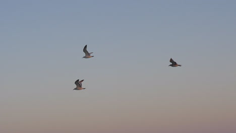 Fliegende-Möwen-Gegen-Den-Himmel-Am-Abend