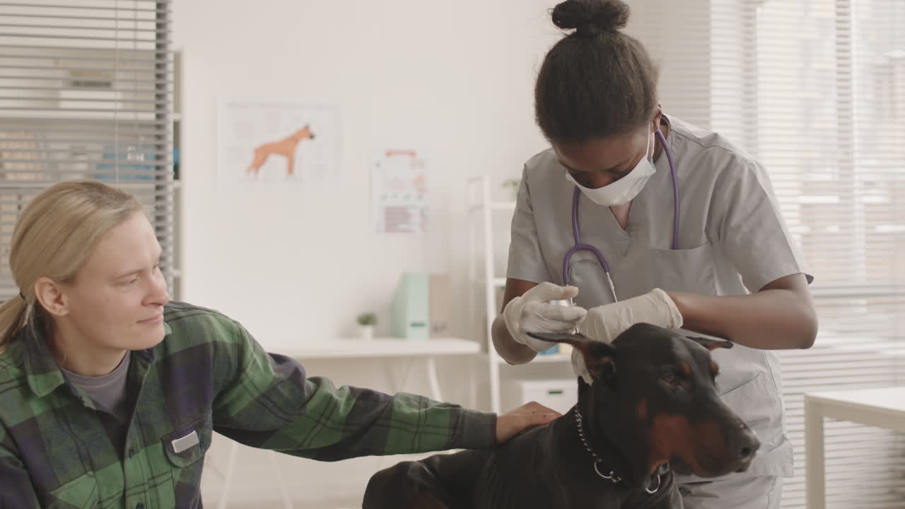 Veterinarian Giving Vaccine to Dog