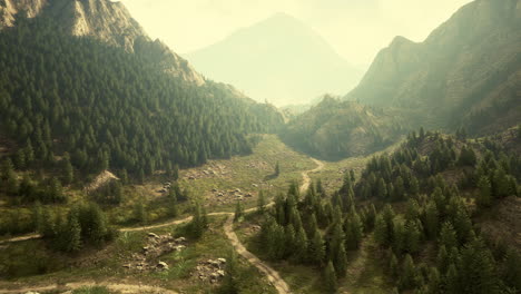 aerial view of green coniferous forest in the mountains